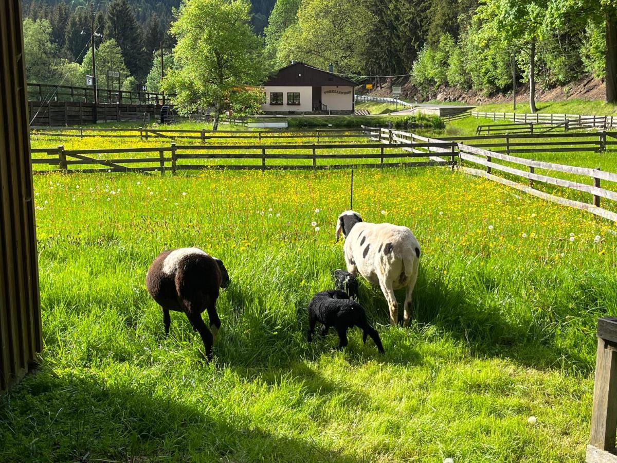Ferienwohnung Schmalzgrube Jöhstadt Eksteriør bilde
